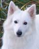 photo du chien blanc berger suisse Ulisse